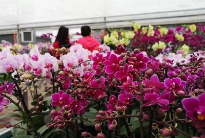 明天開幕！武漢第八屆迎春花市暨首屆梁子湖年貨節邀您賞花購年貨